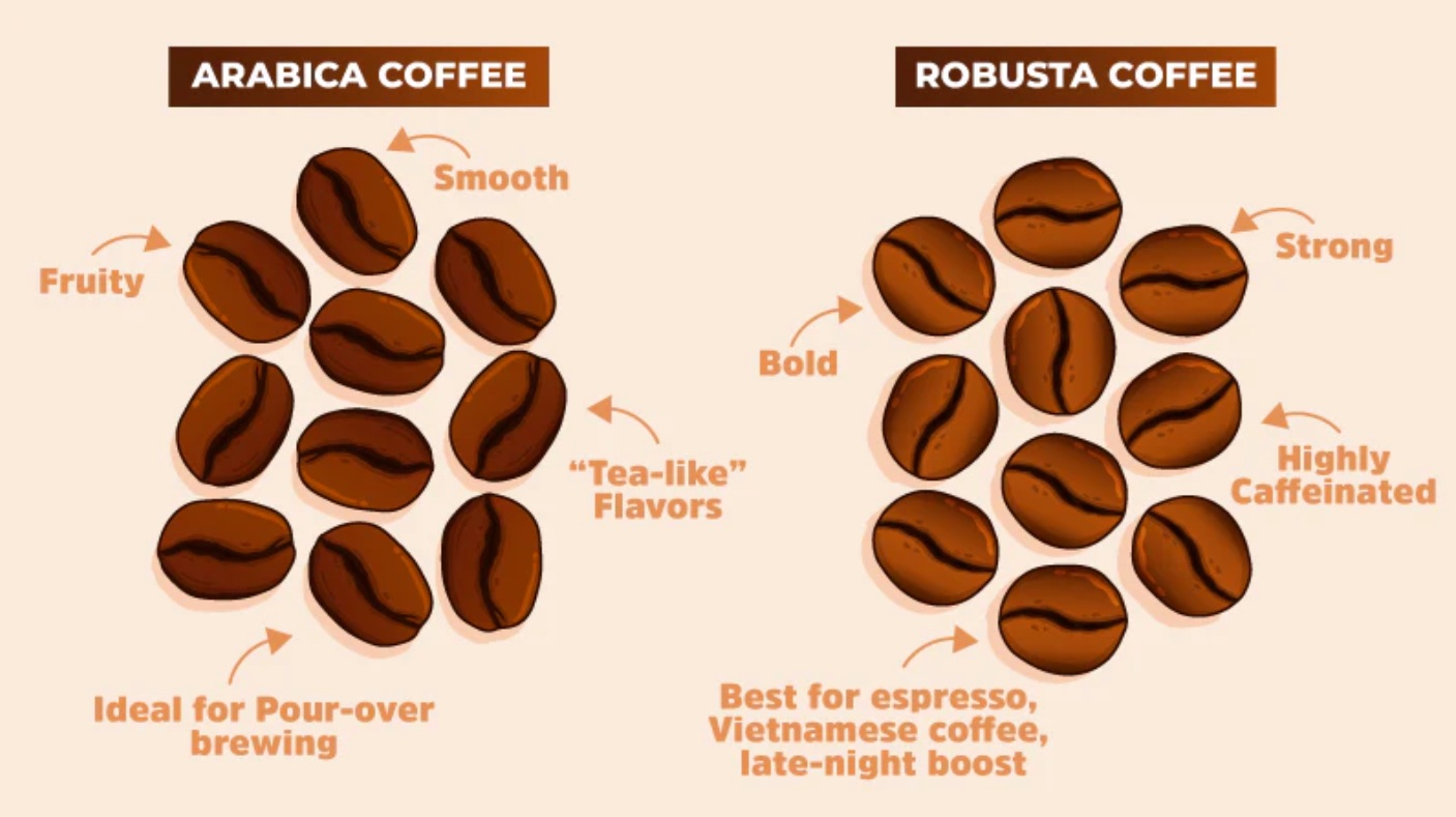 Perbedaan Kopi Robusta dan Arabika
